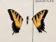 Paramore – Brand New Eyes